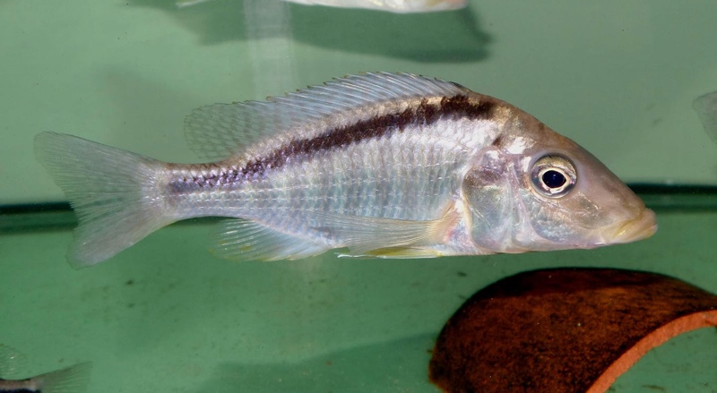 Taeniolethrinops laticeps